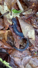 Plethodon metcalfi