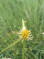 Cyperus erectus