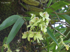 Prosthechea radiata