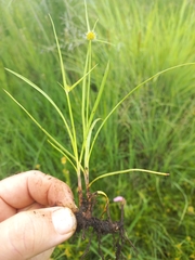 Cyperus erectus