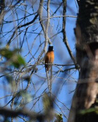 Chlorophonia elegantissima