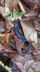 Plethodon metcalfi