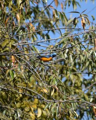Chlorophonia elegantissima