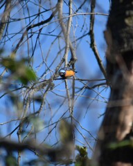 Chlorophonia elegantissima