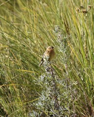 Empidonax fulvifrons