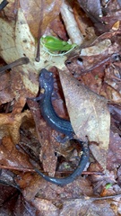 Plethodon metcalfi