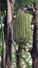 Caryota
