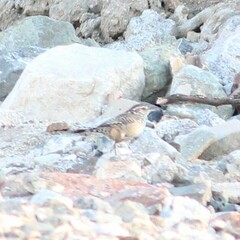 Campylorhynchus brunneicapillus