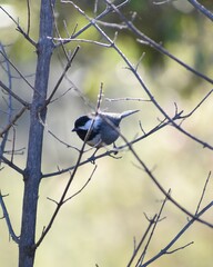 Poecile sclateri