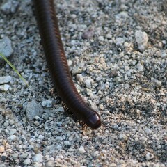 Orthoporus
