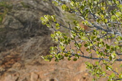 Ceanothus perplexans