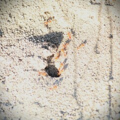 Pogonomyrmex maricopa