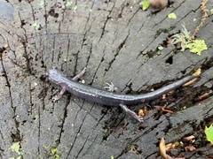 Plethodon metcalfi