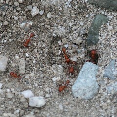 Pogonomyrmex maricopa