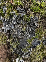 Peltigera collina