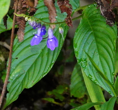 Rhynchoglossum