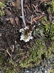 Peltigera collina