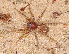Arctosa perita