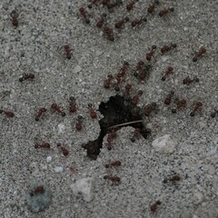 Pogonomyrmex bicolor