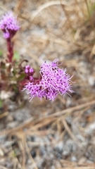 Carphephorus odoratissimus