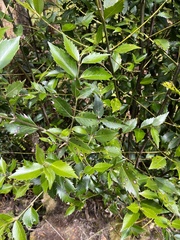 Atherosperma moschatum