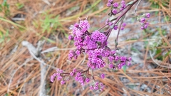 Carphephorus odoratissimus
