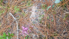 Carphephorus odoratissimus