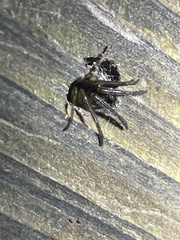 Segestria pacifica