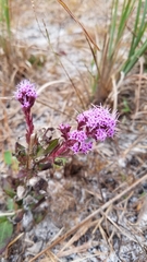 Carphephorus odoratissimus