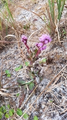Carphephorus odoratissimus