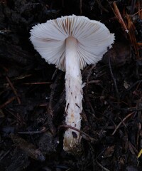 Lepiota spheniscispora