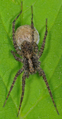 Pardosa amentata