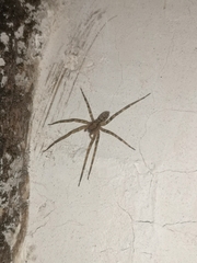 Acanthoctenus