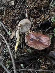 Gomphidius subroseus