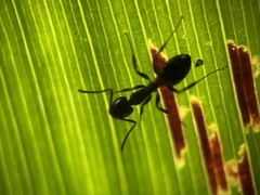 Dolichoderus diversus