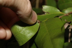 Coneuplecta calculosa
