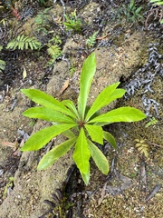 Anopterus glandulosus