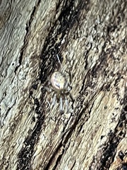 Zygiella x-notata