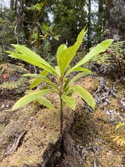 Anopterus glandulosus