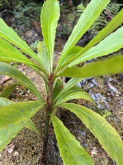 Anopterus glandulosus