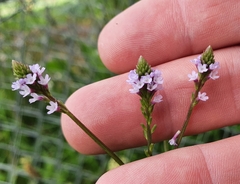 Verbena litoralis