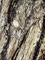 Zygiella x-notata