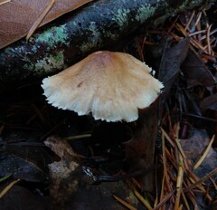 Lepiota spheniscispora