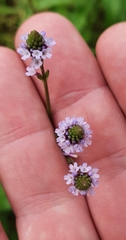 Verbena litoralis