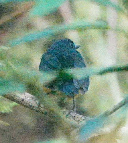 Cinnamon-chested Flycatcher (Ficedula buruensis), photo 2