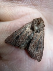 Dasygaster padockina