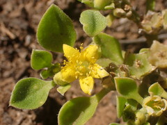 Aizoon glinoides
