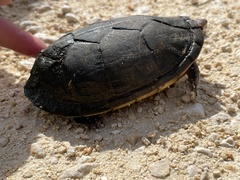 Kinosterninae