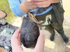 Kinosterninae