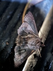 Dasygaster padockina